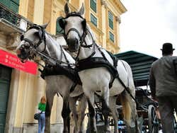 Carrozza Fiaker