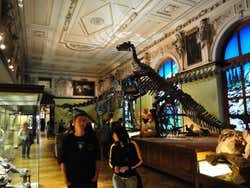 Museo di Storia Naturale, dinosauri